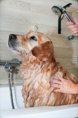 狗狗感冒可以洗澡吗，（狗狗感冒时能洗澡吗）