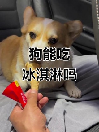 狗狗可以吃冰棒吗，狗狗可以吃冰棒吗为什么？