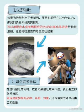 狗狗吃了老鼠药多久发作，狗狗吃了老鼠药几天才没事？