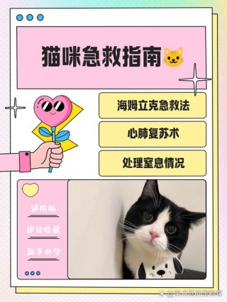 猫咪生病怎么办，（猫咪生病了会有什么表现）