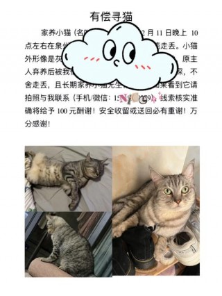猫咪怎么寄回家，猫咪如何寄回家？