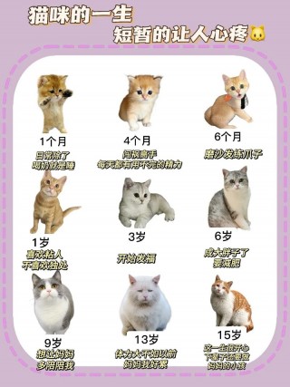 小猫咪多久可以走路，（小猫咪多长时间可以走路）