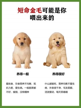狗狗几个月可以吃成犬粮？狗狗几个月大可以吃成犬狗粮（最新）