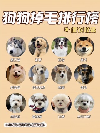 狗狗掉毛怎么回事，（宠物猫掉毛是什么原因怎么处理）