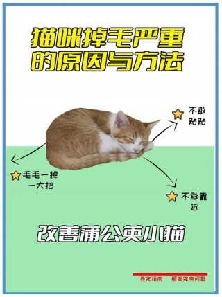 猫咪掉毛是怎么回事，猫咪掉毛严重原因？