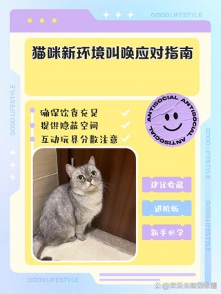 为什么猫咪一直叫，为什么猫咪一直叫并且一直往身上蹭？