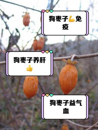 狗狗可以吃枣子吗，狗狗可以吃枣子吗有毒吗？