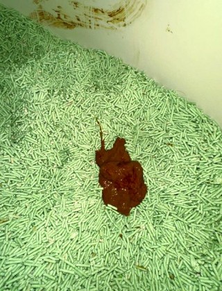 猫咪拉屎带血是怎么回事？猫咪大便后有一点粘液带血（最新）