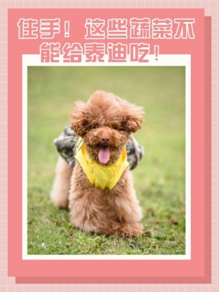 狗狗能吃茭白吗，狗狗能吃茭白吗有毒吗？