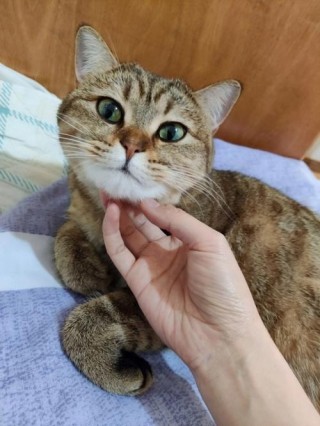 猫咪为什么喜欢挠下巴？猫咪为什么老挠下巴（最新）