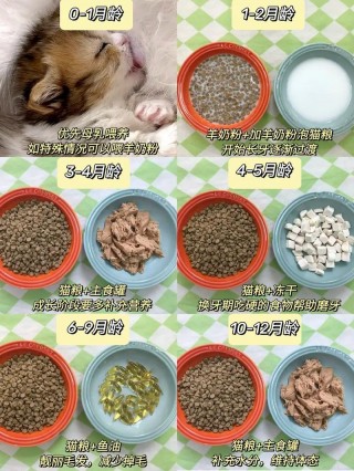 小猫咪什么时候断奶？小猫什么时候断母乳（最新）