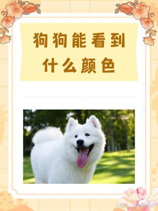 狗狗能看见什么颜色，（狗狗一般喜欢什么颜色）