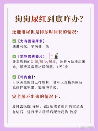 狗狗撒尿带血怎么回事，狗狗撒尿带血怎么办？