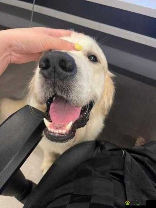 狗狗卡住了怎么办，狗狗卡着了怎么办？