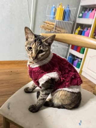 猫咪冬天要穿衣服吗，（猫咪冬季需要穿衣服么）