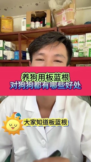 狗狗可以喝板蓝根吗，（狗狗可不可以喝板蓝根）