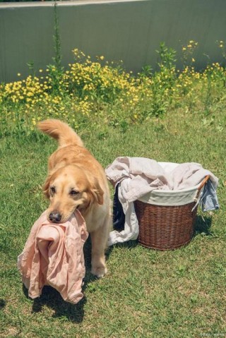 怎样训练狗狗拿东西，怎样训练狗狗拿东西视频？