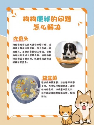 狗狗大便干燥怎么办，小狗大便干燥拉不出来怎么处理？