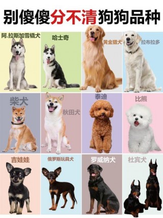 怎么看狗狗的品种，怎么知道狗狗的品种?？