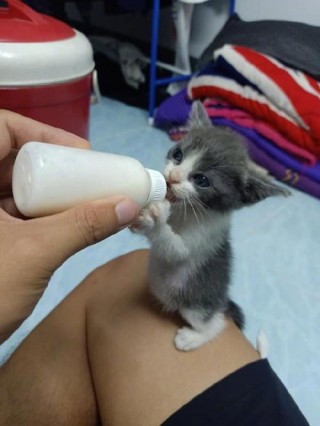 猫咪能喝什么奶？猫都能喝什么奶（最新）