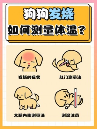 怎么看狗狗发烧？怎么看狗狗发烧不发烧（最新）
