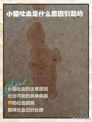 猫咪内出血有什么症状？猫受了内伤了能自愈吗（最新）