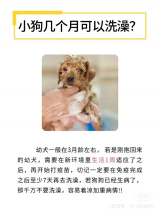 狗狗多久能洗澡，（狗狗一个月洗几次澡合适）