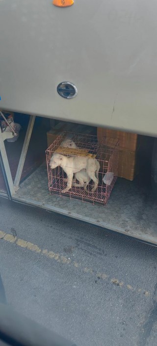 狗狗可以坐客车吗？狗能坐长途客车吗（最新）