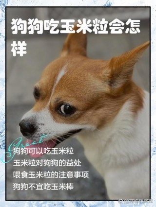 狗狗能吃玉米吗？狗狗能吃玉米吗甜玉米（最新）