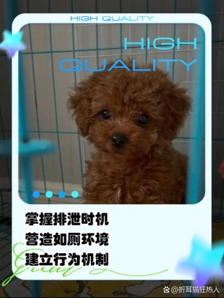 如何教狗狗定点大小便，（教狗狗定点大小便多少钱）