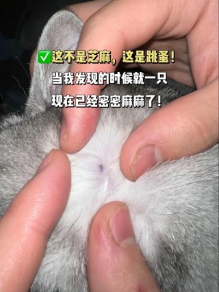 猫咪身上会有跳蚤吗，猫咪身上会有跳蚤吗怎么治？