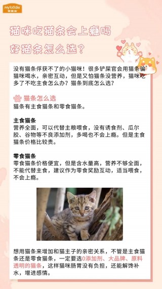 猫咪为什么不喜欢洗澡，猫咪不喜欢洗澡的原因及解决方法？