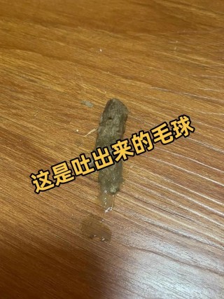 猫咪吐毛球是什么样的？猫咪吐毛球有什么危害（最新）