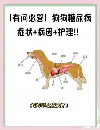 狗狗低血糖的症状，（狗狗低血糖的症状或表现有哪些）