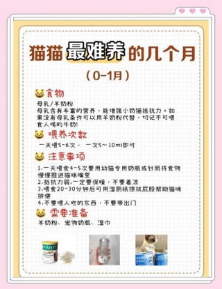 猫咪多久喂一次猫粮，猫要多久喂一次猫粮？