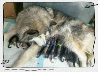 狗狗多大能配种，狗狗多大配种比较好？