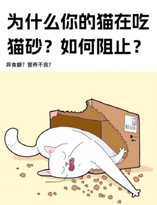 猫咪吃豆腐猫砂怎么办？我家猫吃豆腐猫砂（最新）