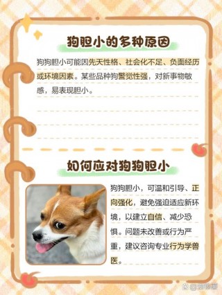 狗狗胆子小怎么办，狗狗胆子小的表现？