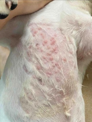 狗狗会长痱子吗，狗狗会不会起痱子？