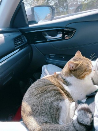 猫咪可以带上汽车吗，猫咪可以带上汽车吗?？