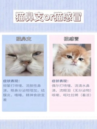 猫咪感冒会自愈吗，猫咪感冒会自愈吗怎么治疗？