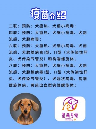 狗狗感冒可以打疫苗吗，狗能吃感冒药吗？