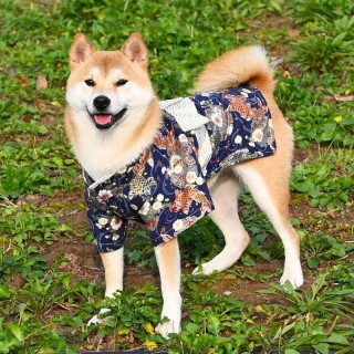 狗狗穿衣服好吗，狗狗穿衣服会影响发育嘛？