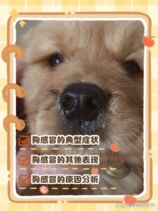 狗狗感冒会传染给猫吗？狗感冒会传染狗嘛（最新）