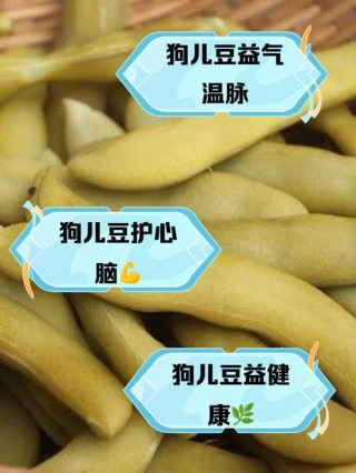 狗狗可以吃绿豆吗，（狗狗可不可以吃绿豆）