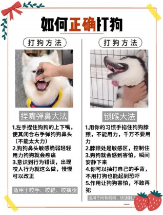 小狗狗怎么训练，（小狗狗怎么训练视频）