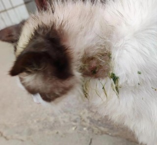 猫咪脖子疙瘩是淋巴吗，（猫咪脖子处有疙瘩）