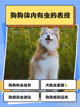 狗狗得了寄生虫的症状？狗狗感染了寄生虫是什么样子（最新）