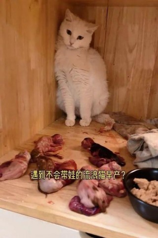 猫咪生产要多久？猫咪生产要多久全部生完（最新）