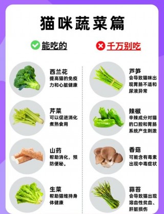 猫咪可以吃青菜吗？小猫咪能吃青菜（最新）
